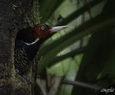 Campephilus guatemalensis