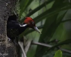 Campephilus guatemalensis