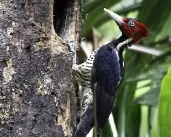 Campephilus guatemalensis