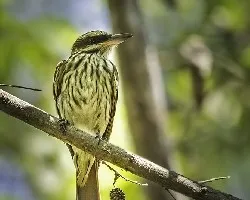 Myiodynastes maculatus