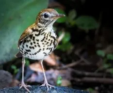 Hylocichla mustelina