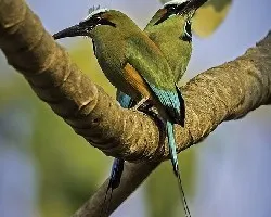 Eumomota superciliosa