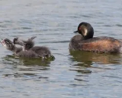 Zampullin cuellinegro