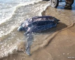 Dermochelys coriacea