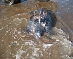 Dermochelys coriacea