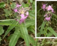 Tradescantia ambigua