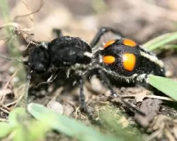 Traumatomutilla bruchi