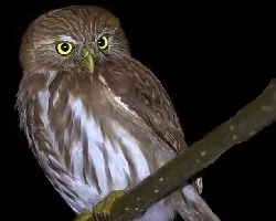 Glaucidium brasilianum