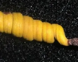 Prosopis strombulifera