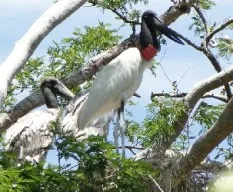 Jabiru mycteria