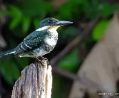 Chloroceryle americana