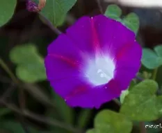 Ipomoea purpurea