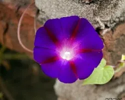 Ipomoea purpurea