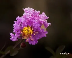 Lagerstroemia indica 