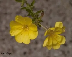 oenothera biennis 