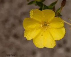 Oenothera biennis