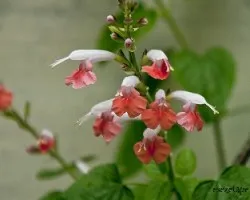 Salvia microphylla 