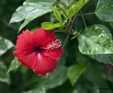 Hibiscus