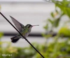 Chlorostilbon aureoventris