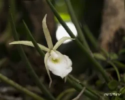 Brassavola tuberculata