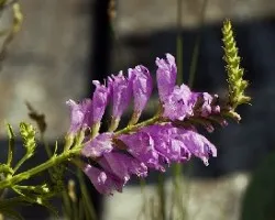 Physostegia virginiana