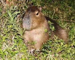 Hydrochoerus hydrochaeris