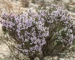 Thymus vulgaris