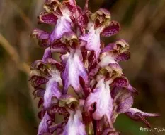 Himantoglossum robertianum