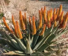 Aloe ferox