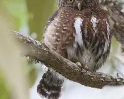 Glaucidium costaricanum