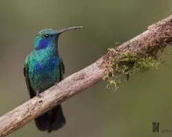 Colibri thalassinus