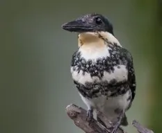 Chloroceryle americana