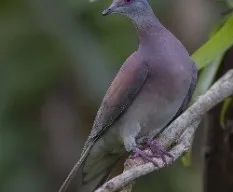 Patagioenas cayennensis