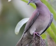 Patagioenas cayennensis