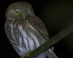 Glaucidium brasilianum