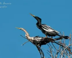 Anhinga anhinga