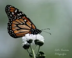 Danaus erippus