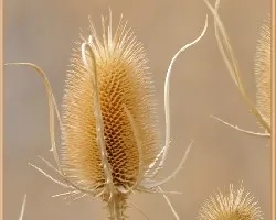 Dipsacus fullonum