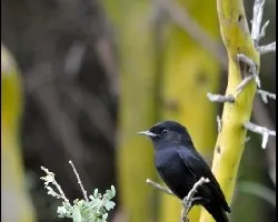 Knipolegus aterrimus