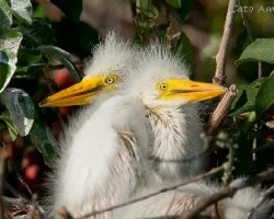 Ardea alba