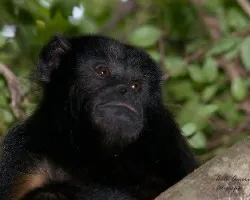 Alouatta caraya