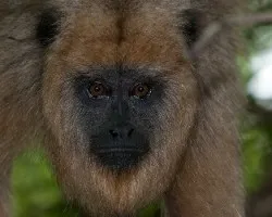Alouatta caraya