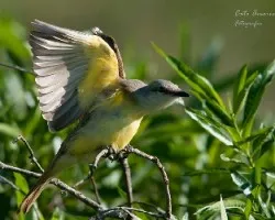 Tyrannus melancholicus