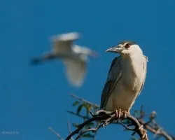 Nycticorax nycticorax
