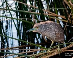 Nycticorax nycticorax