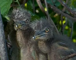 Nycticorax nycticorax