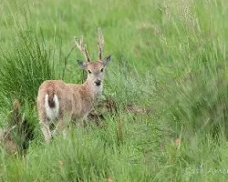 Ozotoceros bezoarticus