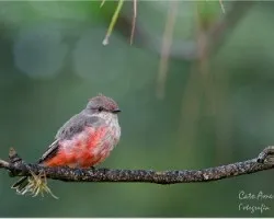 Pyrocephalus rubinus