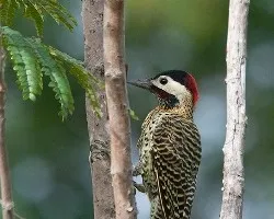 Colaptes melanochloros