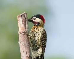 Colaptes melanochloros